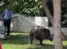 Şehre inen domuz sürüsünü hortumla serinletti
